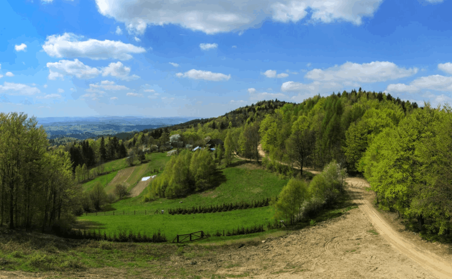 Żurowa, pasieka w malinach 